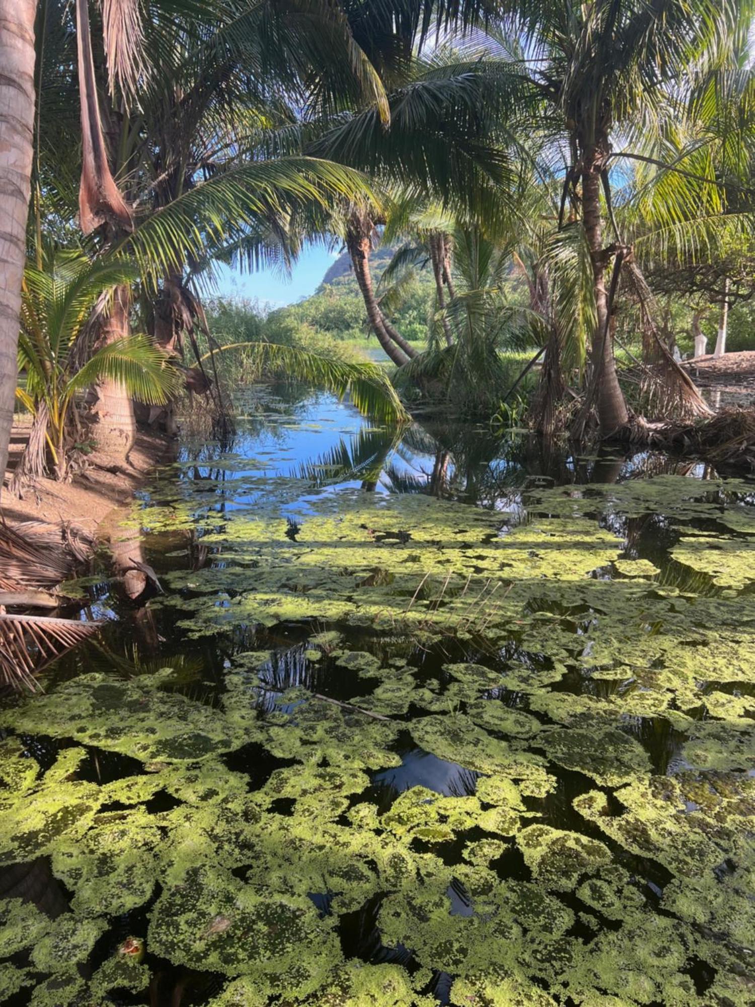 Casa Botanica Otel Lo de Marcos Dış mekan fotoğraf